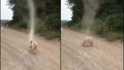 Ατρόμητος σκύλος σταμάτησε ανεμοστρόβιλο και έγινε viral (vid)
