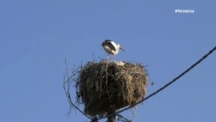 Το χωριό της Ελλάδας που οι πελαργοί είναι περισσότεροι από τους κατοίκους (vid)