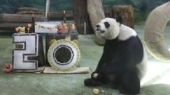 Ταϊβάν: Το πάρτι για τα 20ά γενέθλια του γιγαντιαίου πάντα