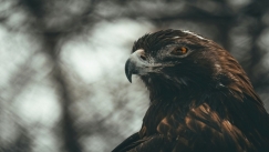 Η Ινδία φτιάχνει αεροπορία με αρπακτικά: Εκπαιδεύονται για τη ρίψη drones (vid)