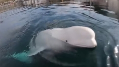 H φάλαινα «κατάσκοπος των Ρώσων» εντοπίστηκε νεκρή σε παραλία της Νορβηγίας