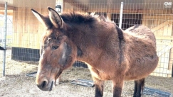 Πού θα πάνε τα γαϊδουράκια της Σαντορίνης αν γίνει μεγάλος σεισμός (vid)