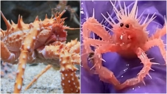 Δεν έχεις ξαναδεί «μωρό» καβούρι: Το video που έγινε viral στο διαδίκτυο