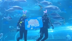 Λαγουδο-δύτες μοίρασαν πασχαλινά αυγά στο ενυδρείο του Ρίο: Στόχος η οικολογική ενσυναίσθηση (vid)