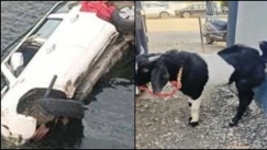 Το κάρμα της κατσίκας: Την μετέφεραν για θυσία, αλλά σκοτώθηκαν στη διαδρομή (vid)