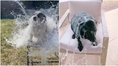 Η νέα κακοποιητική μόδα του TikTok για σκυλιά εξοργίζει: Τα βρέχουν με παγωμένο νερό για τα likes (vid)