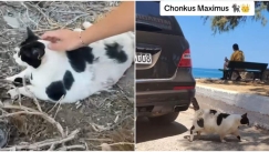 Ο πιο διάσημος γάτος της Κρήτης έγινε viral τουριστικό αξιοθέατο: «Αξίζει να τον επισκεφτείς» (vid)