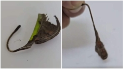 Αράχνη ή φύλλο: Το «πλάσμα» που δίχασε και σόκαρε το διαδίκτυο (vid)