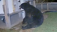 Τρόμος στην αυλή: Γυναίκα παρακολουθεί τον απόλυτο εφιάλτη από την κάμερα στην πόρτα της