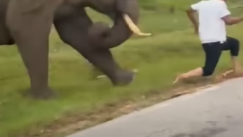 Τουρίστας πήγε να βγάλει selfie με ελέφαντα και εκείνος τον πάτησε (vid)