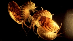 Γαρίδες-δολοφόνοι: Η αόρατη απειλή που εξαφανίζει είδη και καταστρέφει οικοσυστήματα