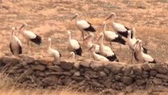 Μύκονος: Σπάνιο θέαμα με πελαργούς άφησε άφωνους τους τουρίστες (vid)