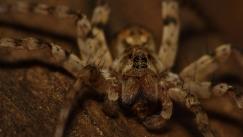 Ο μύκητας που μετατρέπει τις αράχνες σε ζωντανές-νεκρές: Είναι επικίνδυνος για τον άνθρωπο;