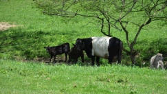 Ιάπωνες κέρδισαν το βραβείο Νόμπελ IG: Έκαναν ζέβρες τις αγελάδες για προστασία από τις μύγες (vid)