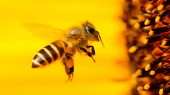 Όταν το νέκταρ γίνεται αλκοόλ: Πώς μεθούν οι μέλισσες