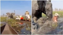 Εφιαλτική εμπειρία στην Μποτσουάνα: Ελέφαντας αναποδογύρισε κανό με τουρίστες σε ποταμό κροκόδειλων (vid)