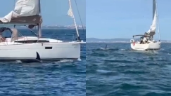 Τρόμος στην Πορτογαλία: Όρκες επιτέθηκαν σε δύο ιστιοπλοϊκά και βύθισαν το ένα (vid)