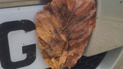 Το τρικ με το φύλλο που χρησιμοποιούν οι οδηγοί αυτοκινήτων για να γλυτώνουν πρόστιμα (vid)