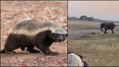 Μικροσκοπικός μελοασβός τα «έβαλε» με ολόκληρο ελέφαντα: Το πιο επιθετικό θηλαστικό στον κόσμο δεν «μάσησε» (vid)