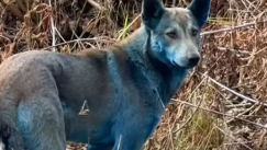 Μπλε σκυλιά εντοπίστηκαν στην απαγορευμένη ζώνη του Τσερνόμπιλ: Τι ψάχνουν οι επιστήμονες