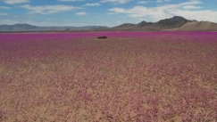 Η έρημος Ατακάμα «άνθισε»: Το πιο ξηρό μέρος του κόσμου μεταμορφώθηκε σε απέραντο λιβάδι λουλουδιών (vid)