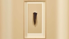 Το πιο σπάνιο και ακριβό φτερό στον κόσμο: Ζυγίζει μόλις 9 γραμμάρια, αλλά αξίζει μια περιουσία (vid)