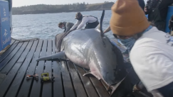 Εξαφανίστηκε ο μεγαλύτερος λευκός καρχαρίας του κόσμου: Τι φοβούνται οι επιστήμονες; (vid)