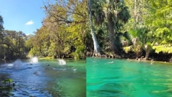 Γιατί «βρέχει» μαϊμούδες στη Φλόριντα: Η άγνωστη ιστορία έχει τις ρίζες της έναν αιώνα πριν (vid)