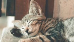 Πού και πότε εξημερώθηκαν οι γάτες