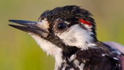 Το σπάνιο πουλί που εξαφανίστηκε πριν 30 χρόνια, αλλά επιστρέφει στα δάση