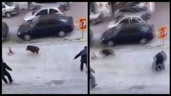 Αγριογούρουνο έκανε άνω κάτω την ΕΛ.ΑΣ: Σωριάστηκε αστυνομικός στην προσπάθεια να το πιάσει (vid)