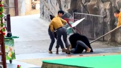 Την γλύτωσε στο τσακ: Μαύρη αρκούδα επιτέθηκε σε εκπαιδευτή σε ζωολογικό κήπο Κίνας (vid)