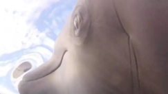 Η «σκοτεινή» πλευρά των δελφινιών: Τι κατέγραψαν κάμερες GoPro πάνω τους (vid)