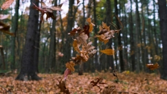 Άγγλος συνταξιούχος πήρε πρόστιμο επειδή έφτυσε ένα... φύλλο (vid)