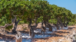 Μαστίχα Χίου: Το παγκόσμιο brand που περνά από γενιά σε γενιά