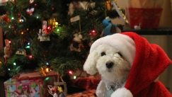 Αυτό είναι το χριστουγεννιάτικο τραγούδι που κάνει τον σκύλο σου να αγχώνεται και ναι δεν πάει ο νους σου