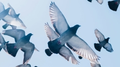 Τα περιστέρια έχουν «πυξίδα» στο κεφάλι τους: Αποκαλυπτική έρευνα για την πλοήγησή τους