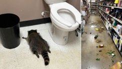 Ρακούν-μπεκρής μπούκαρε σε κάβα, έγινε «τύφλα» και τα έκανε όλα λίμπα (vid)