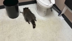 Ξαναχτύπησε το ρακούν-μπεκρής: Ύποπτο για τρεις ληστείες (vid)