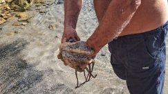 Απίστευτες εικόνες στην Κρήτη: Έπεσε για βουτιά και βγήκε με... μεζεδάκι κολλημένο στο χέρι του! (vid)