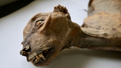 Επιστήμονες ανακάλυψαν μουμιοποιημένες σορούς τσίτα σε σπηλιές στην Σαουδική Αραβία