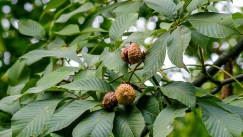 Η «αντεπίθεση» της αμερικανικής καστανιάς: Η φύση δίνει μαθήματα επιβίωσης