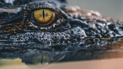 Οι επιστήμονες μόλις ανακάλυψαν τι κρύβεται μέσα σε ένα 3.000 ετών μουμιοποιημένο κροκόδειλο