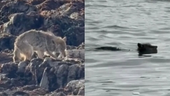 Κολύμπησε 1,25 μίλια μέχρι το Αλκατράζ και τώρα ζει σαν βασιλιάς: Το κογιότ που βρήκε απρόσμενο «μπουφέ» στο θρυλικό νησί