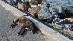 Απίστευτη κτηνωδία στην Καλαμάτα: Κρέμασαν σκύλο από δέντρο: «Μία σάπια κοινωνία»