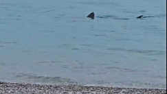 Καρχαρίας... πρωτοχρονιάτικος στα ρηχά του Λουτρακίου: Έπαθαν πλάκα οι περαστικοί (vid)