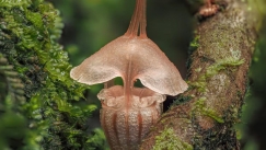 Ανακάλυψαν σπάνιο φανάρι-νεράιδας: «Υπάρχει σε αυτή τη μικρή γωνιά του κόσμου»