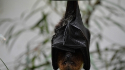 Συναγερμός στην Ινδία για τον φονικό ιό Nipah: Χωρίς εμβόλιο, με υψηλή θνητότητα και καραντίνα (vid)