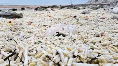 Παραλία στην Αγγλία γέμισε με πατάτες τηγανιτές και κρεμμύδια: «Έμοιαζε με κίτρινη άμμο» (vid)