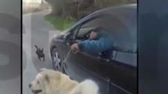 Βίντεο ντοκουμέντο με 67χρονο που τραβούσε το σκύλο του ενώ οδηγούσε